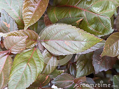 A close up of Acalypha wilkesina Stock Photo